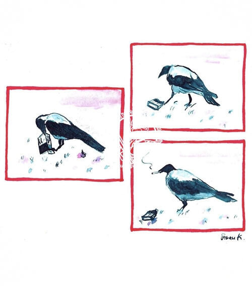crow